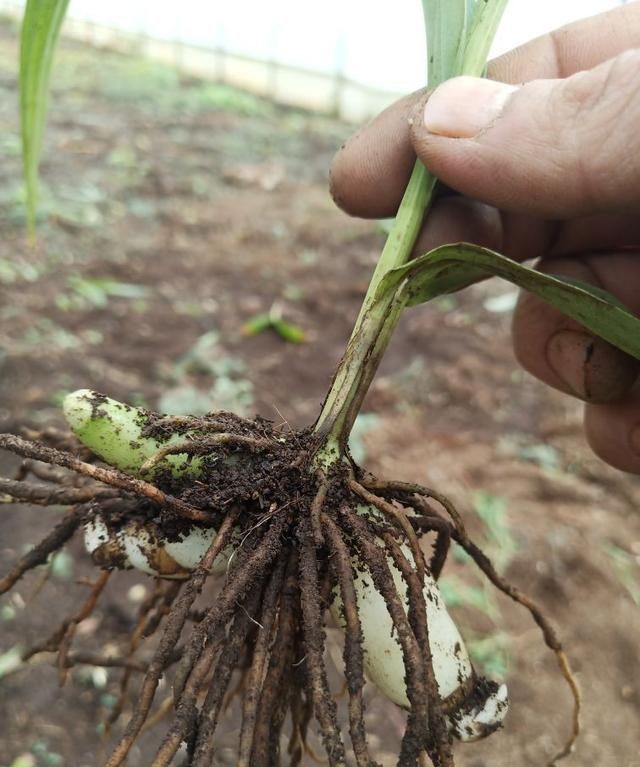 白芨种子种植，白芨种植前景如何图5