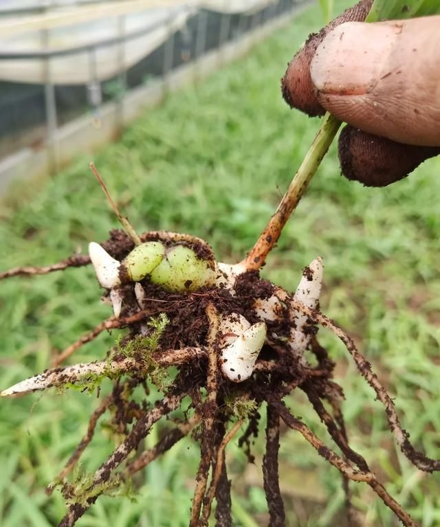 白芨种子种植，白芨种植前景如何图8