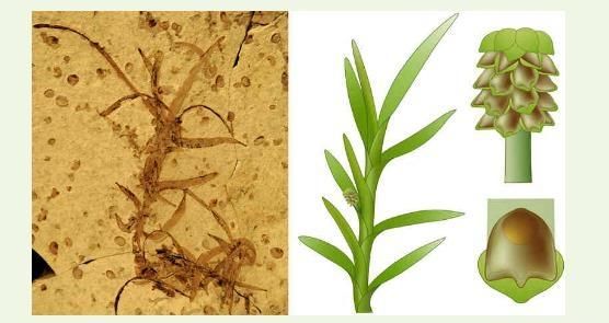 被称为活化石的植物有哪些图4