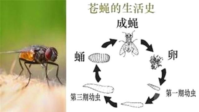 生物死后为什么会长蛆图2