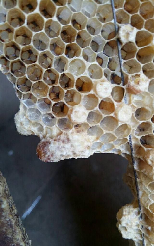 蜂巢是什么形状，蜂巢什么样的好图2