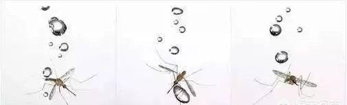 蚊子不会被雨滴砸死，下雨天时,蚊子会被雨滴砸死吗为什么图3