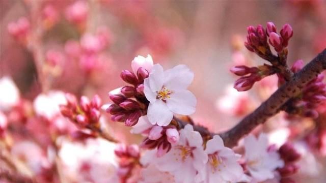 大家认为王安石《梅花》中的“墙角数枝梅，凌寒独自开”从逻辑来看合理吗图2