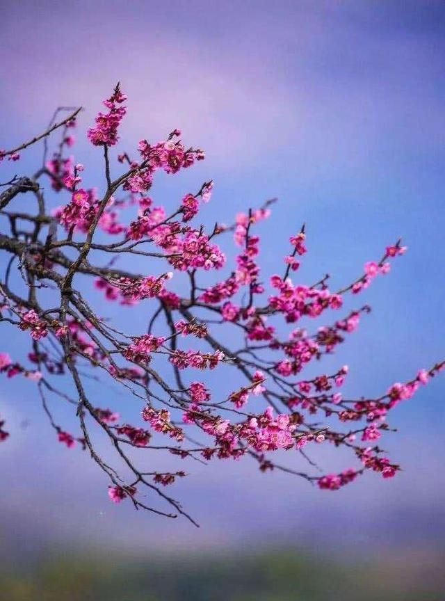 大家认为王安石《梅花》中的“墙角数枝梅，凌寒独自开”从逻辑来看合理吗图3