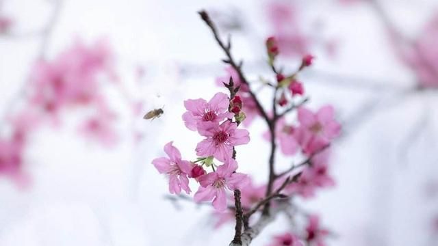 大家认为王安石《梅花》中的“墙角数枝梅，凌寒独自开”从逻辑来看合理吗图4