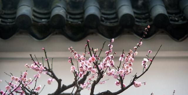 大家认为王安石《梅花》中的“墙角数枝梅，凌寒独自开”从逻辑来看合理吗图6