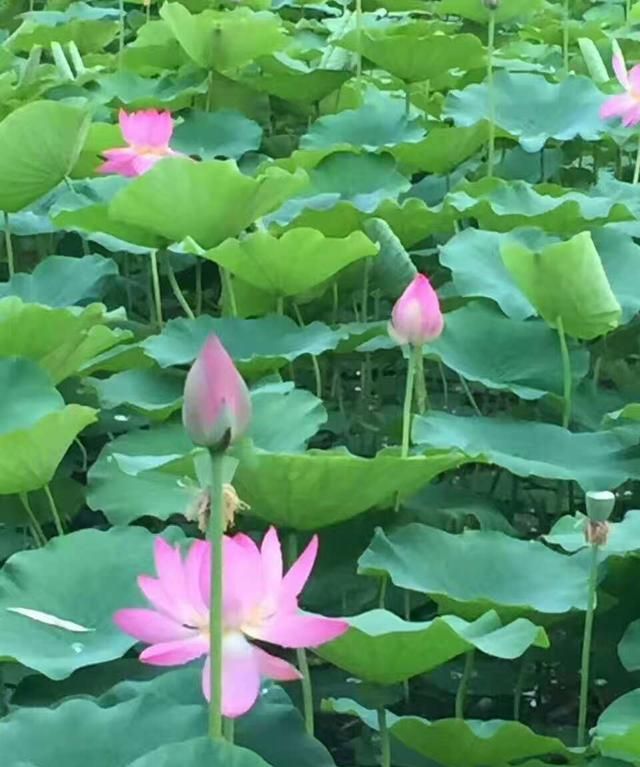 校花校草，你们学校的校花校草都是什么样子的英文图1