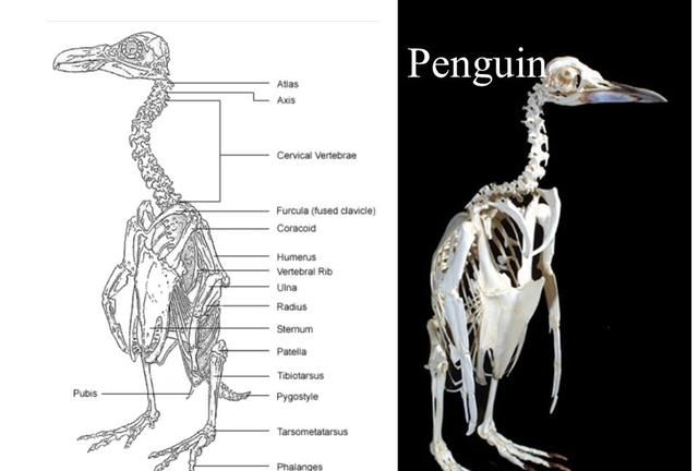 如果让你根据企鹅的骨骼来复原企鹅，你会把企鹅复原成什么样子图8