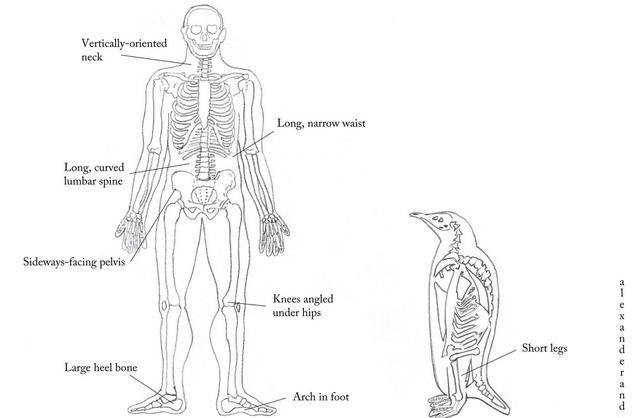 如果让你根据企鹅的骨骼来复原企鹅，你会把企鹅复原成什么样子图10