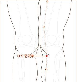 阴陵泉和阳陵泉是同一个穴位吗还是不同的两个穴位图1