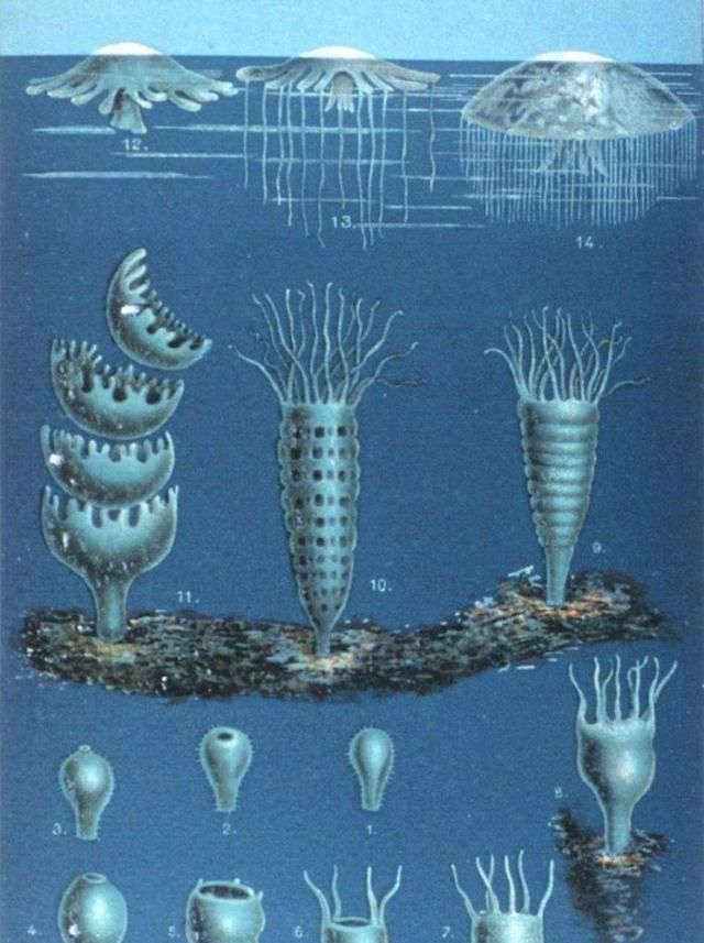 水母到底是什么生物图3