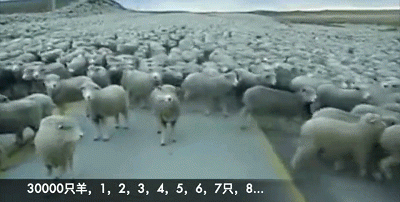 蒙古国赠送3万只羊,会以什么方式送过来呢图4