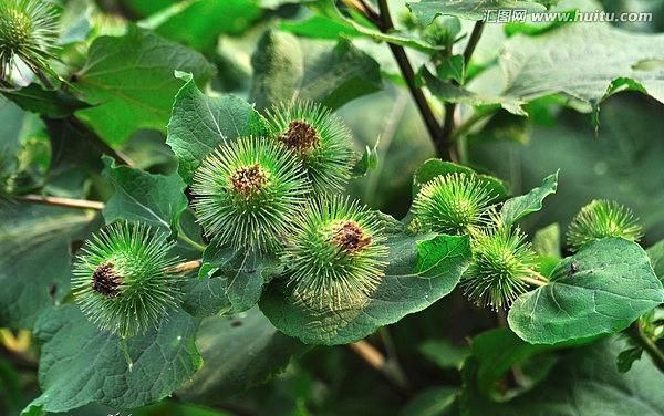 牛蒡茶的副作用，喝牛蒡茶有什么功效和作用图7