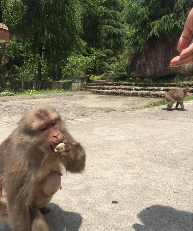 金骏眉茶怎么样好喝(金骏眉茶哪的好)图12