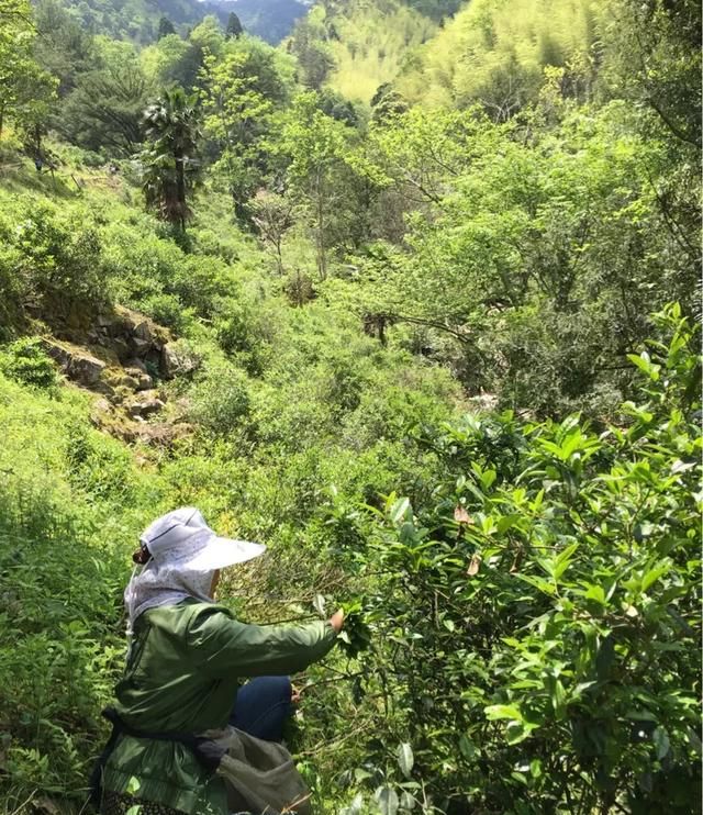 金骏眉茶怎么样好喝(金骏眉茶哪的好)图19