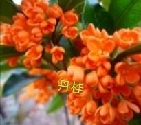 桂花花量少是什么原因引起的(桂花开花量少怎么回事)图4