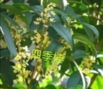 桂花花量少是什么原因引起的(桂花开花量少怎么回事)图5