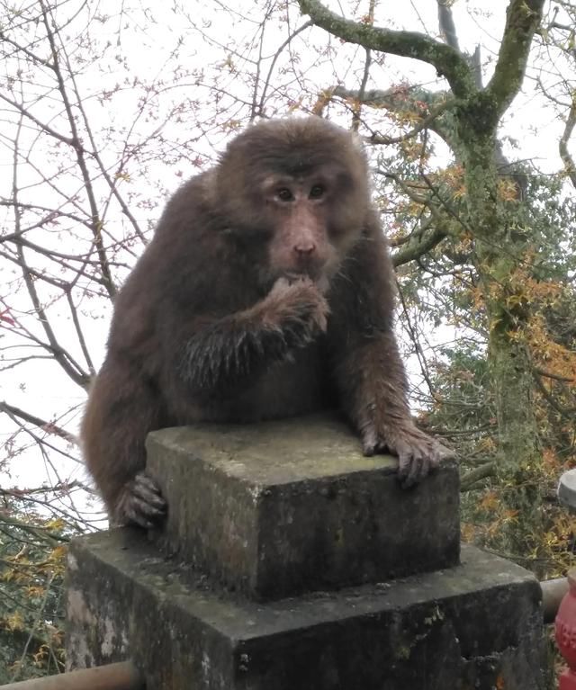 四川峨眉山怎么样(四川峨眉山伏虎寺)图1