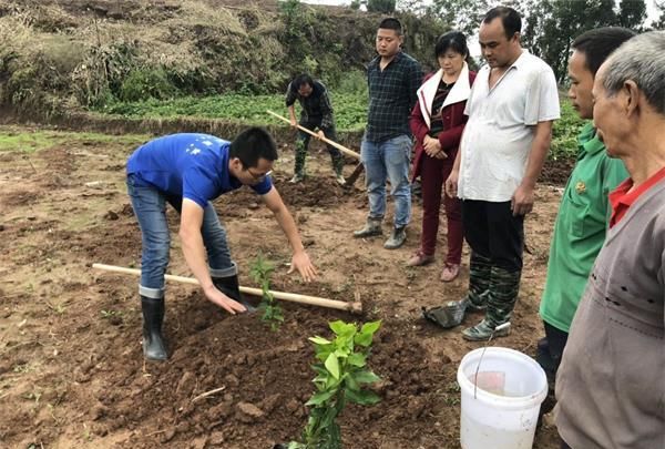 菠萝蜜该怎么种,菠萝蜜该怎么种盆栽图14