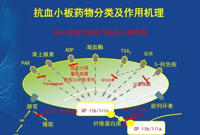 造成血小板低的原因有哪些,血小板低是哪些原因造成的图2