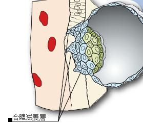 胎盘到底能不能吃,胎盘局部增厚会恢复正常吗图4