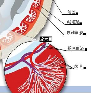 胎盘到底能不能吃,胎盘局部增厚会恢复正常吗图8