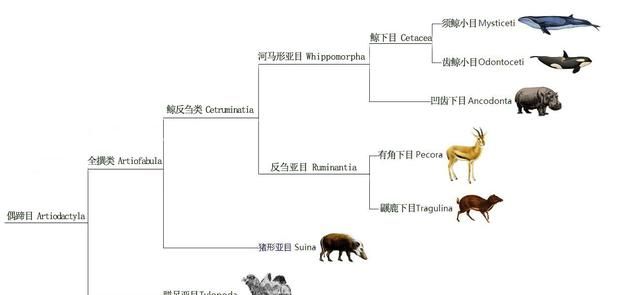 河马是个怎样的动物(什么动物能打败河马)图6