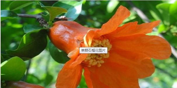 石榴花开像什么(石榴花开像什么造句二年级)图2