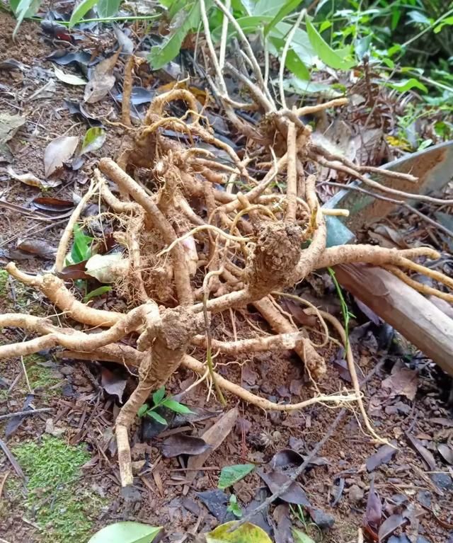 农村的山上有哪些值钱的中草药,农村山区有什么中草药值钱的图4