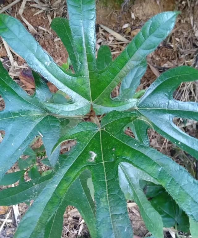 农村的山上有哪些值钱的中草药,农村山区有什么中草药值钱的图5