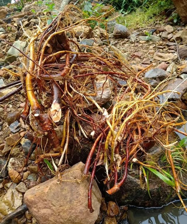 农村的山上有哪些值钱的中草药,农村山区有什么中草药值钱的图6