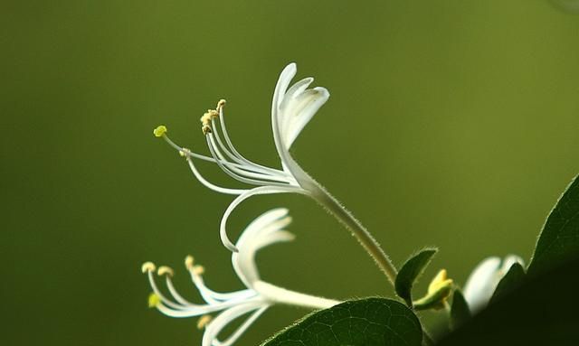 金银花什么作用与功效(金银花啥功效)图3