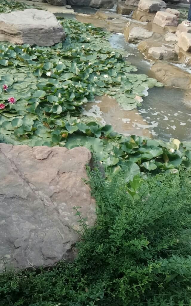 夜华有多爱白浅,三生三世夜华有多爱白浅图11