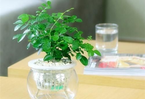 水养植物如何防蚊(养水生植物怎么样防蚊)图7