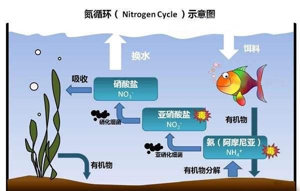 硝化细菌怎么培养图1