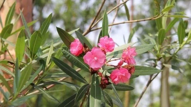 哪种花卉净化空气,哪种花卉真正的净化空气图20