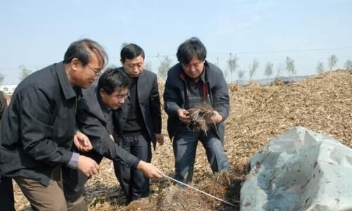 如何发酵鸡粪做优质有机肥(如何自然发酵鸡粪有机肥)图2