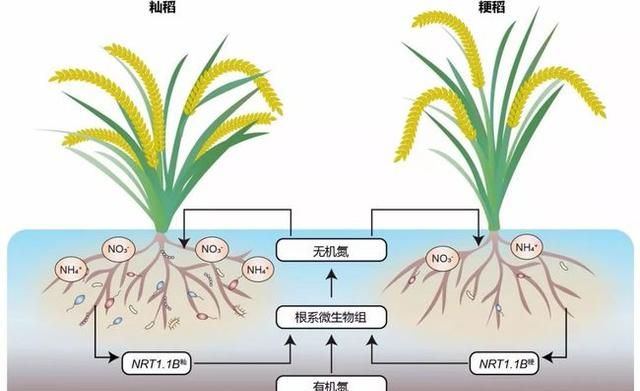 袁隆平研究的水稻是大米吗图3