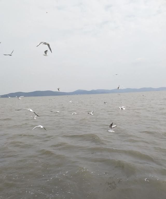 中国五大淡水湖哪个景色最好看(微山湖为什么不是五大淡水湖)图21