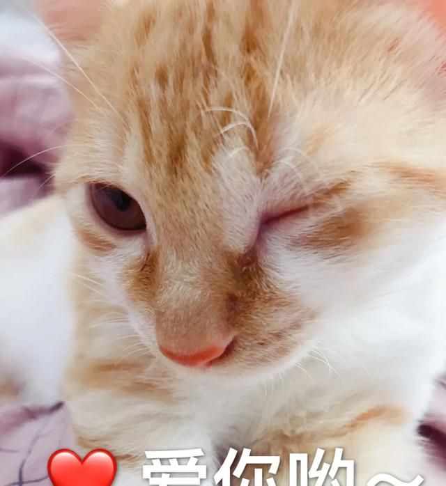 6个月的猫掉毛正常吗(英短猫掉毛吗)图11