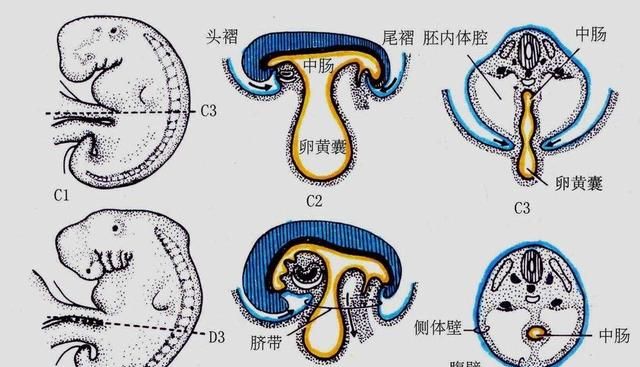 肚脐泥到底能不能抠,肚脐泥能抠吗图7