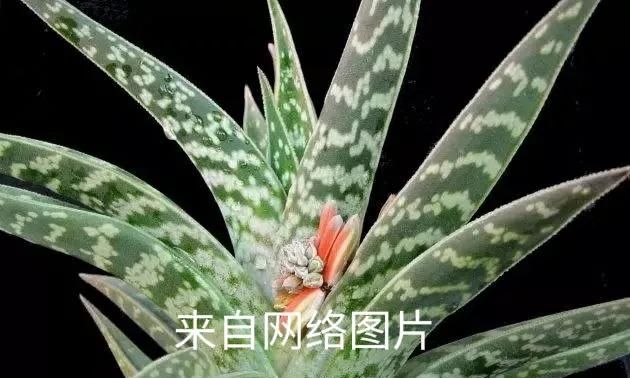 芦荟都有哪些品种图12