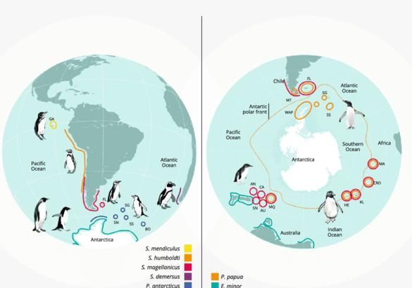 企鹅只生活在南极洲吗?最大的企鹅有多大图9