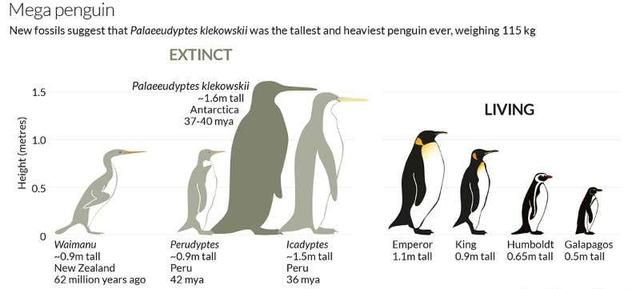 企鹅只生活在南极洲吗?最大的企鹅有多大图12