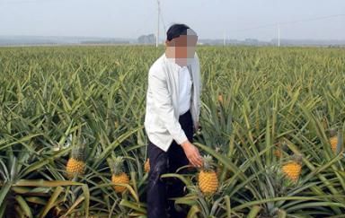 怎么种菠萝(怎么种菠萝盆栽教程)图5