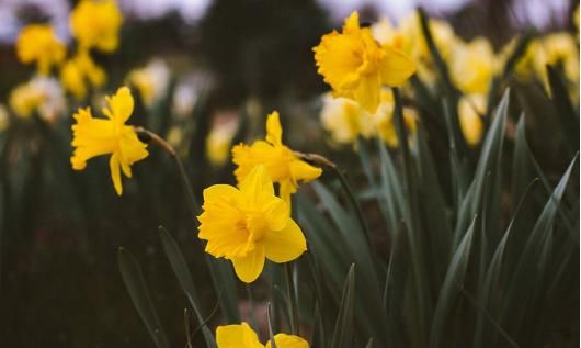 怎样养水仙花会多开花(养水仙花的花盆)图17