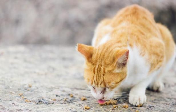 你知道猫咪临死前会有哪些表现吗图10