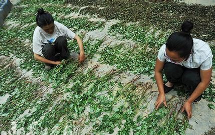 鱼腥草怎么种植,鱼腥草有种子吗图1