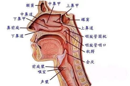 怎么样才能唱好一首歌(如何唱好一首歌短)图1