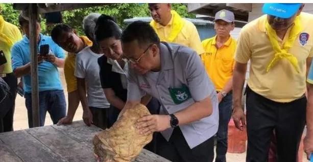 龙涎香是鲸鱼吐出来的吗,龙涎香来自哪种海洋生物图8